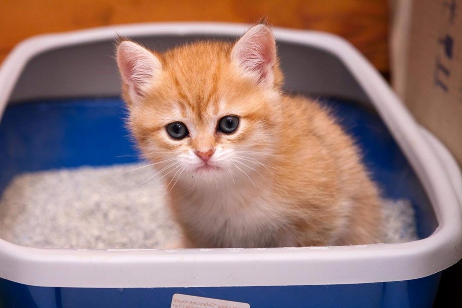 Лоток для кота