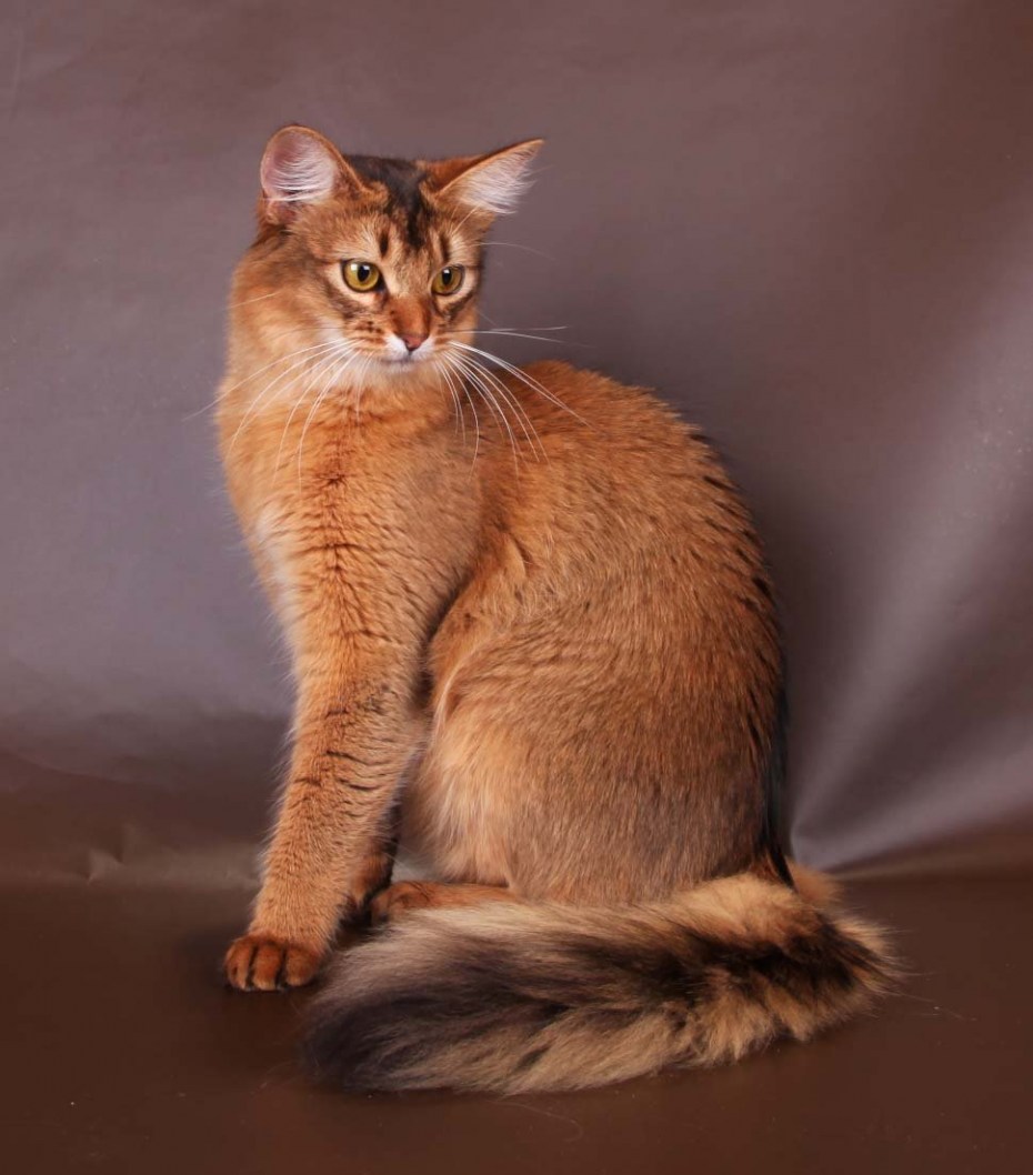 Абиссинская и Сомалийская кошка