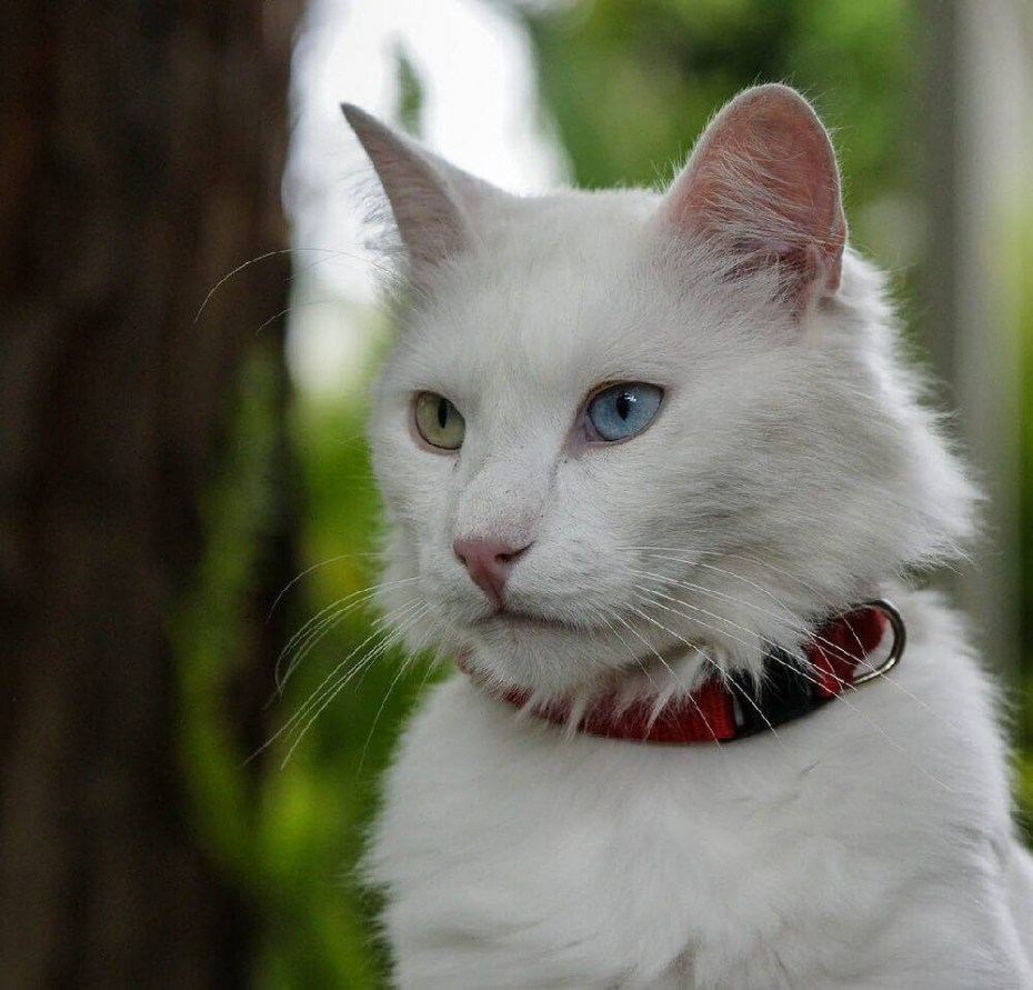 Британский короткошерстный кот толстый