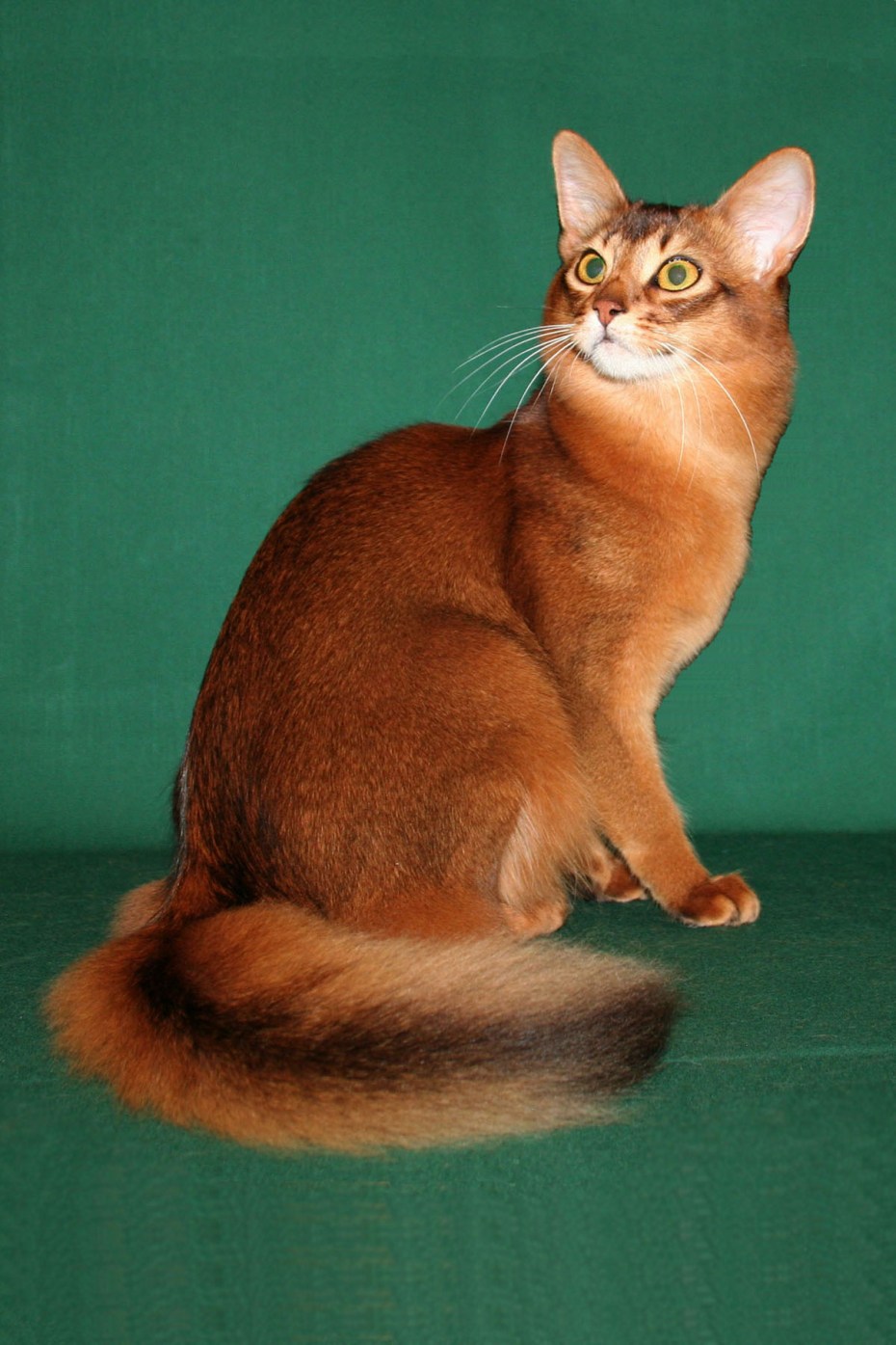 Сомалийская кошка