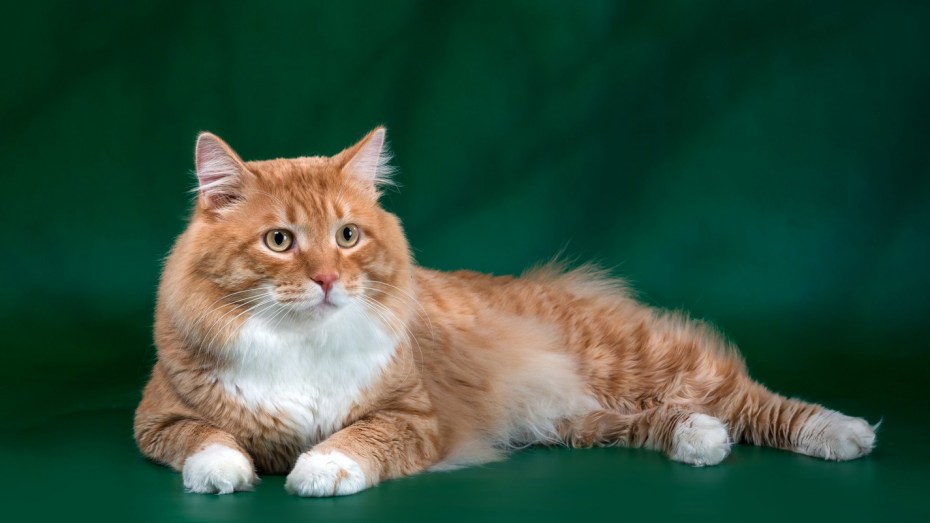 Сомалийская кошка