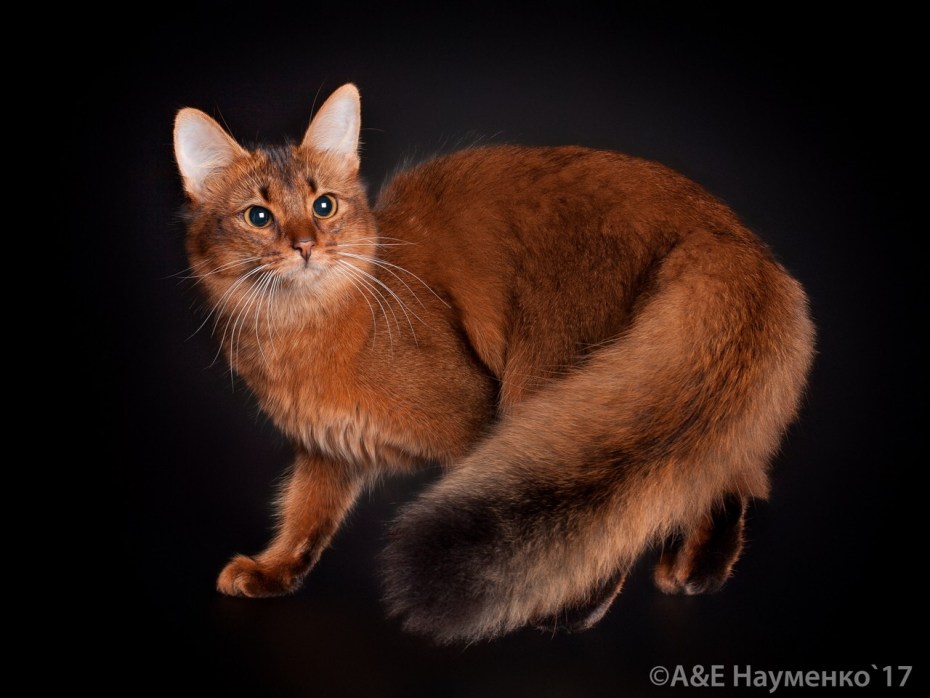 Сомалийская кошка соррель