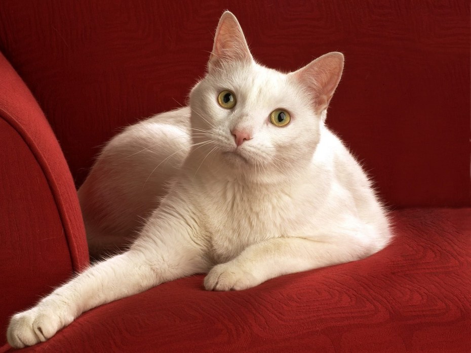 Сомалийская кошка