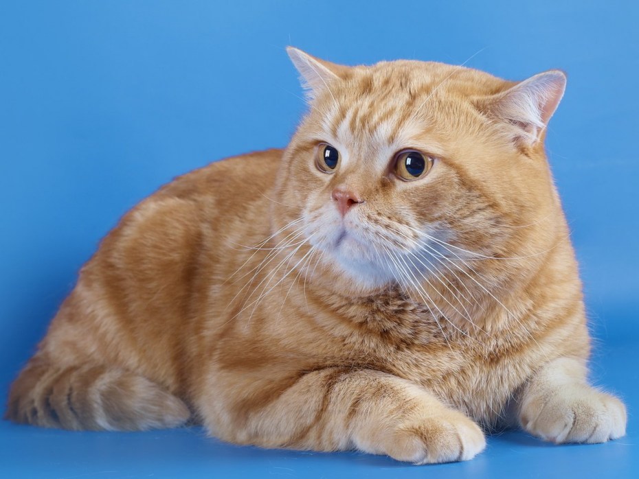 Оранжевая кошка