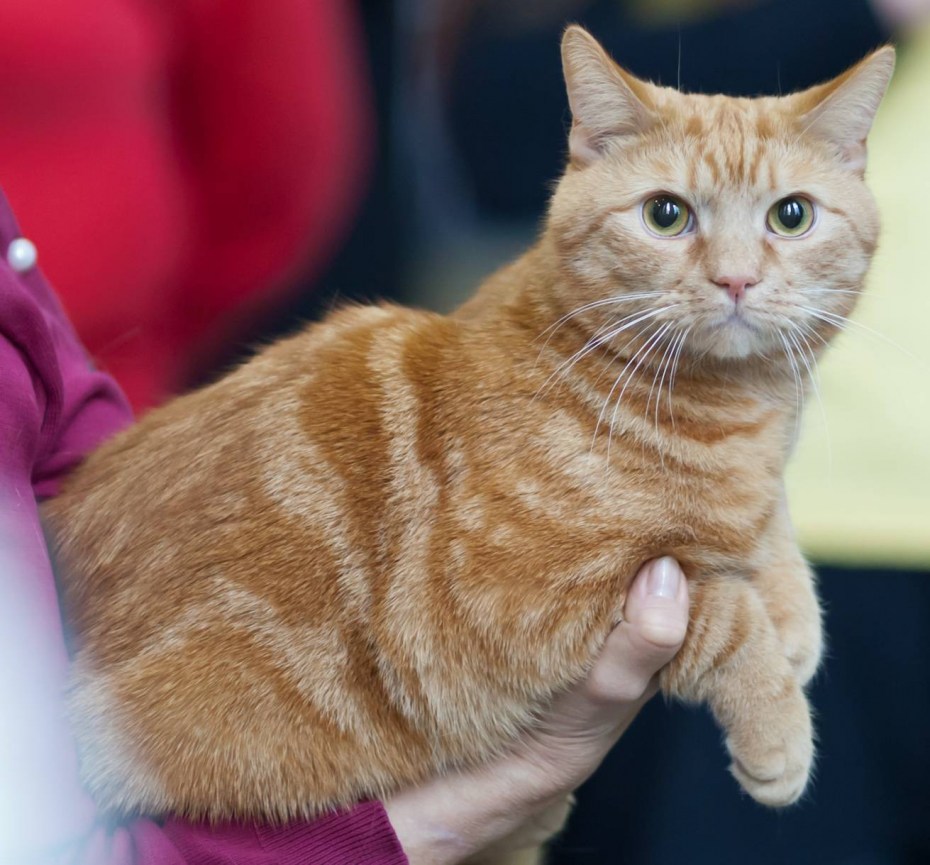 Абиссинская и Сомалийская кошка