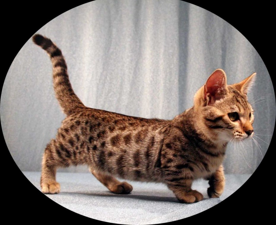 Tabby Cat рыжий