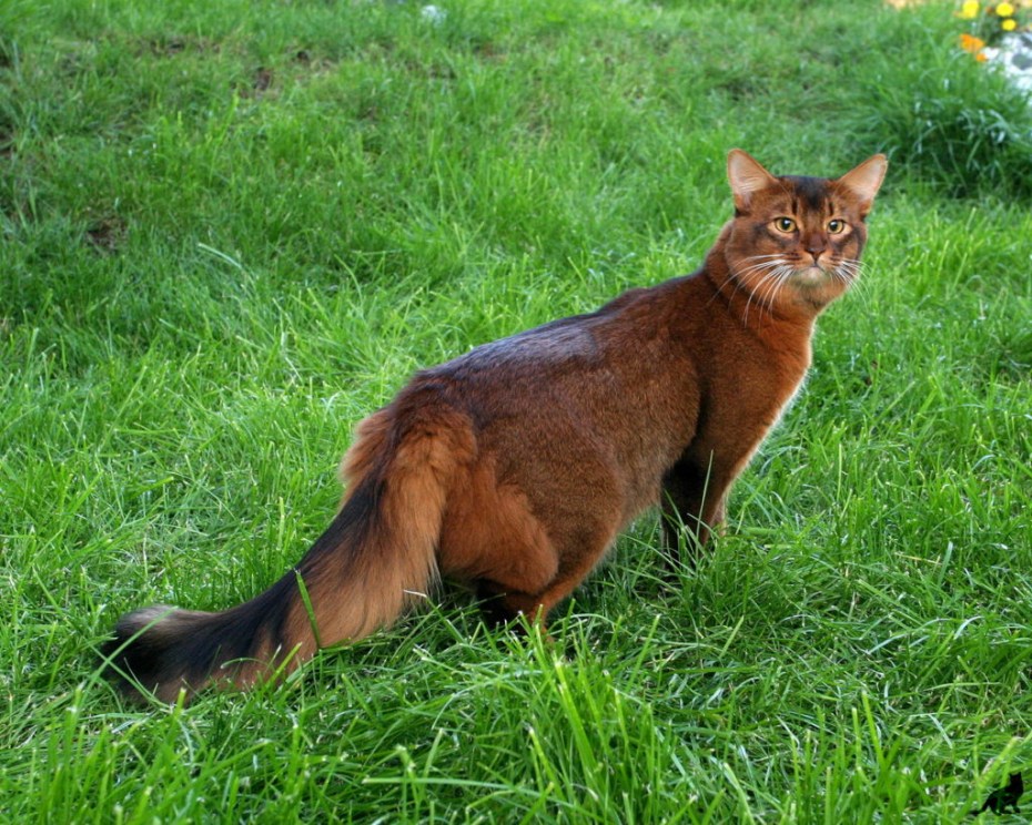 Кот Курильский бобтейл