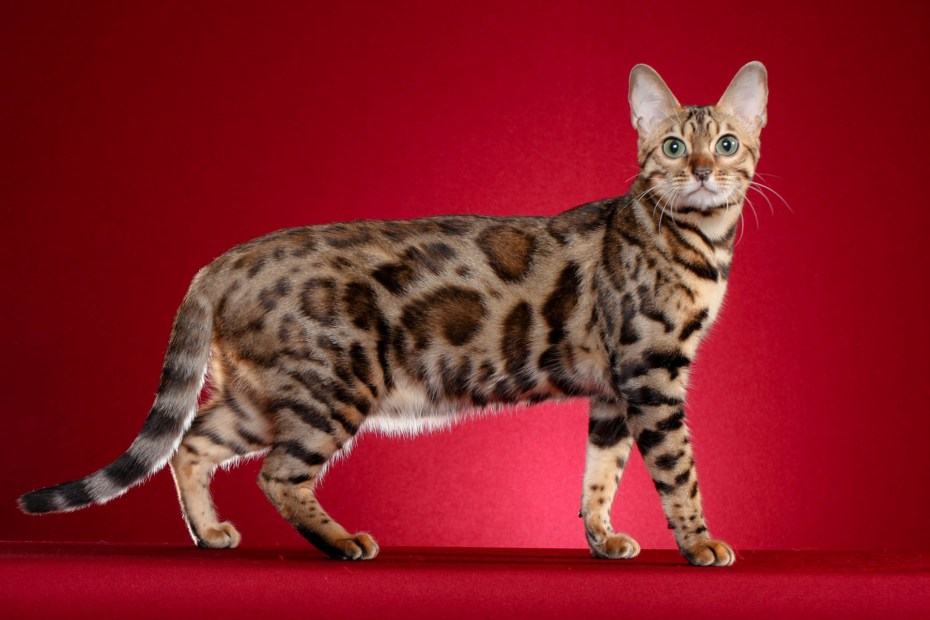 Британский короткошерстный кот рыжий