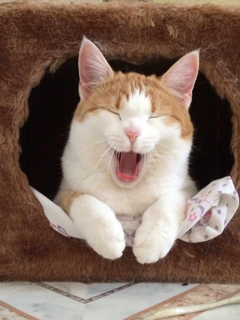 Милые котики зевают