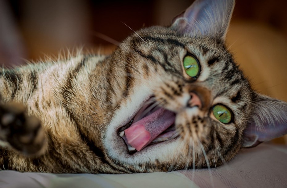 Кот смешно зевает