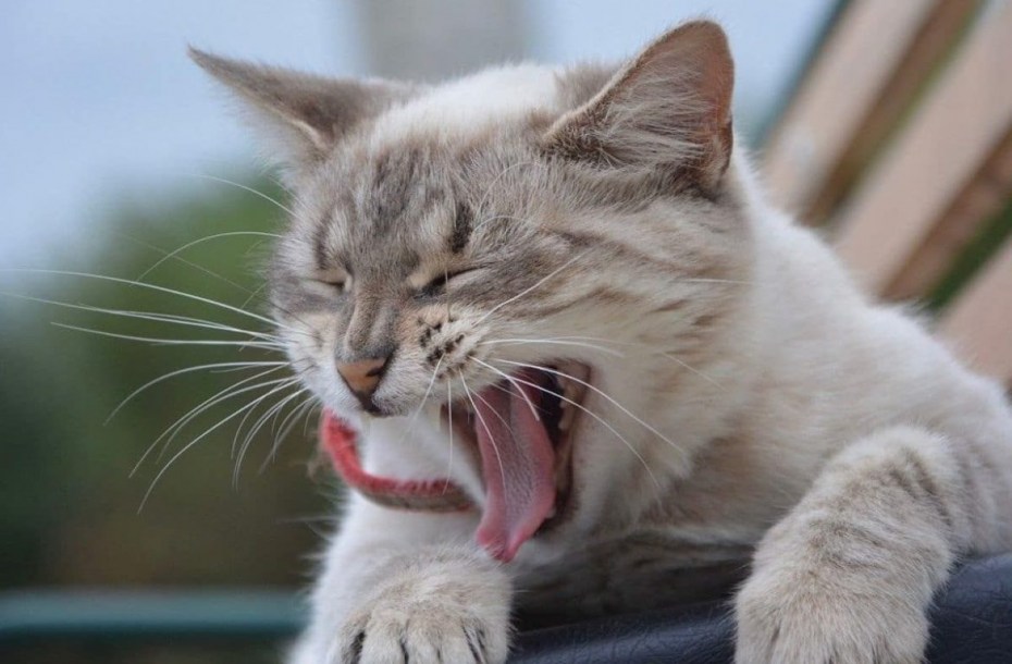 Котенок зевает