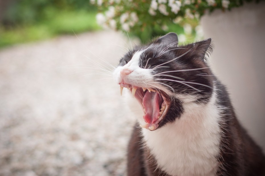 Зевающие коты