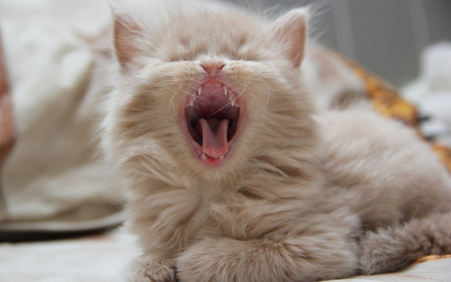 Кошечка зевает