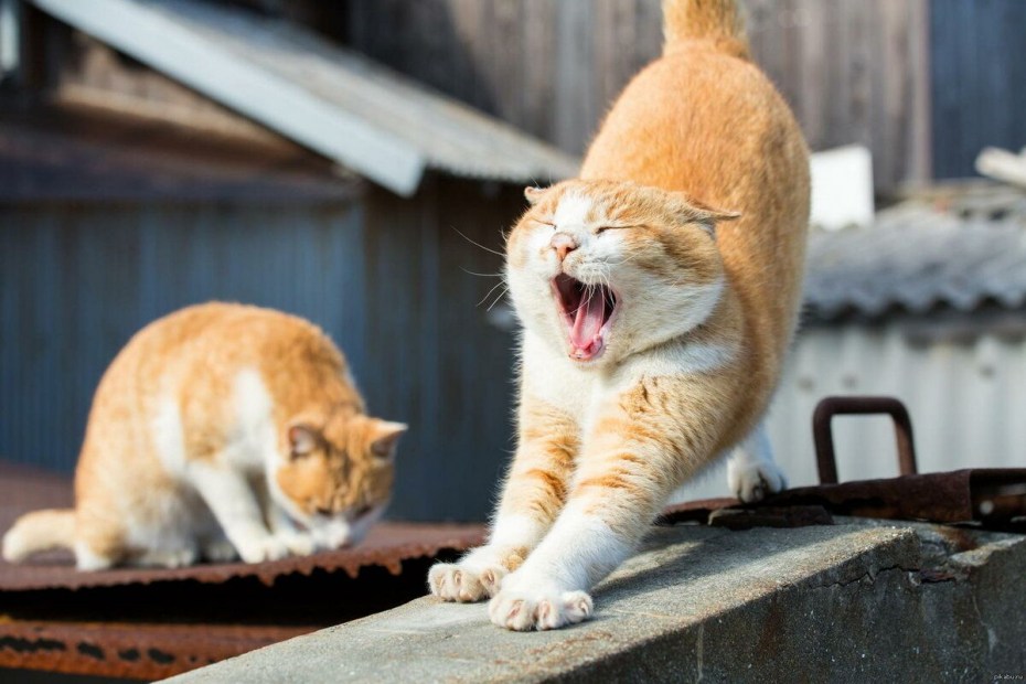 Кот зевает