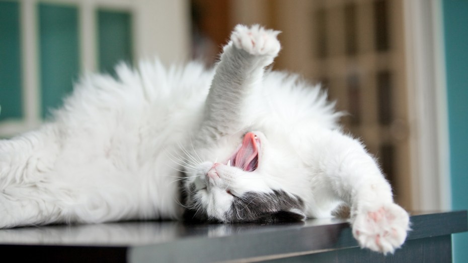 Котик зевает