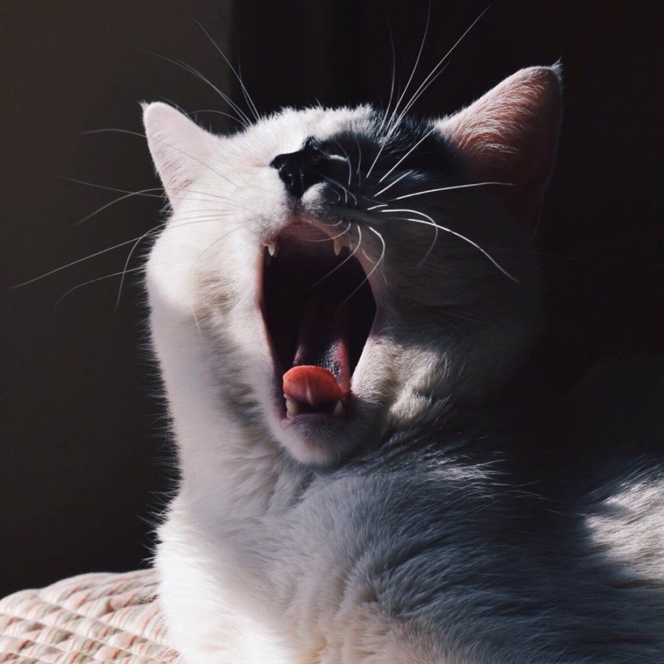 Кот зевнул