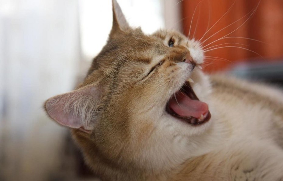 Котик зевает