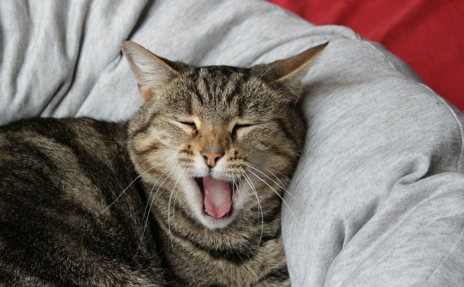 Кивающий кот