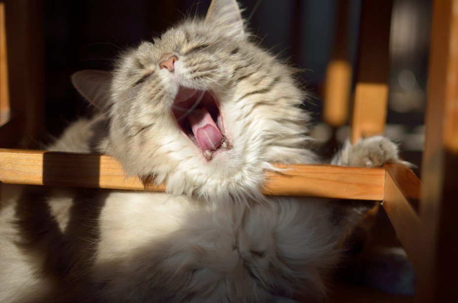 Кошачьи яички