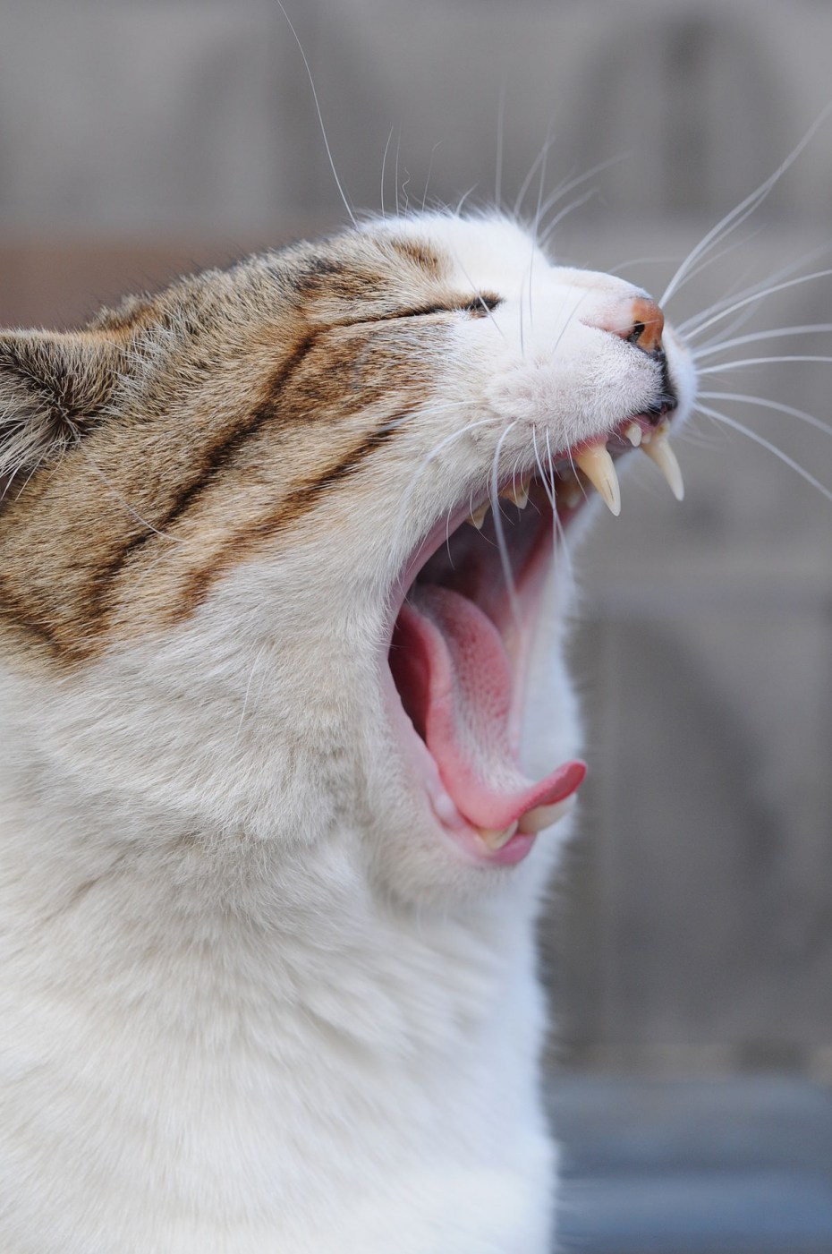Котенок зевает