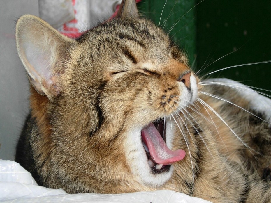 Кивающий кот
