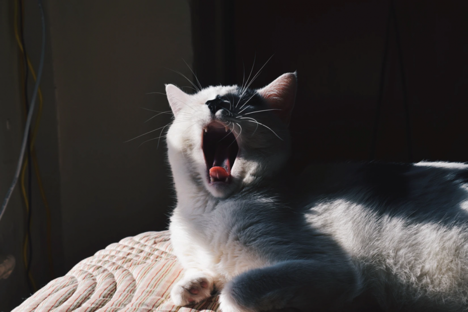 Коты позевают