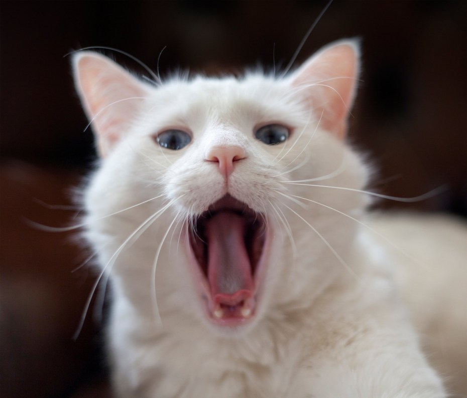 Котейка зевает