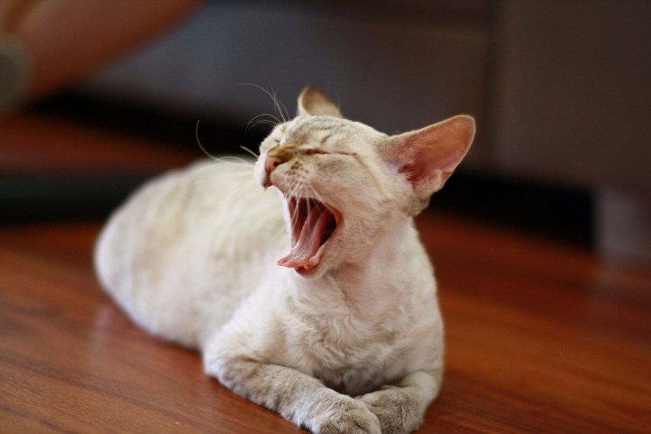 Коты позевают