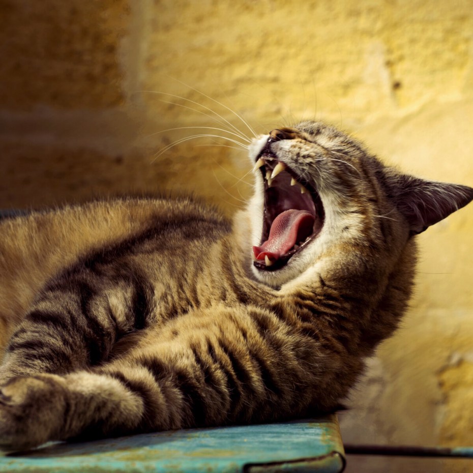 Коты позевают