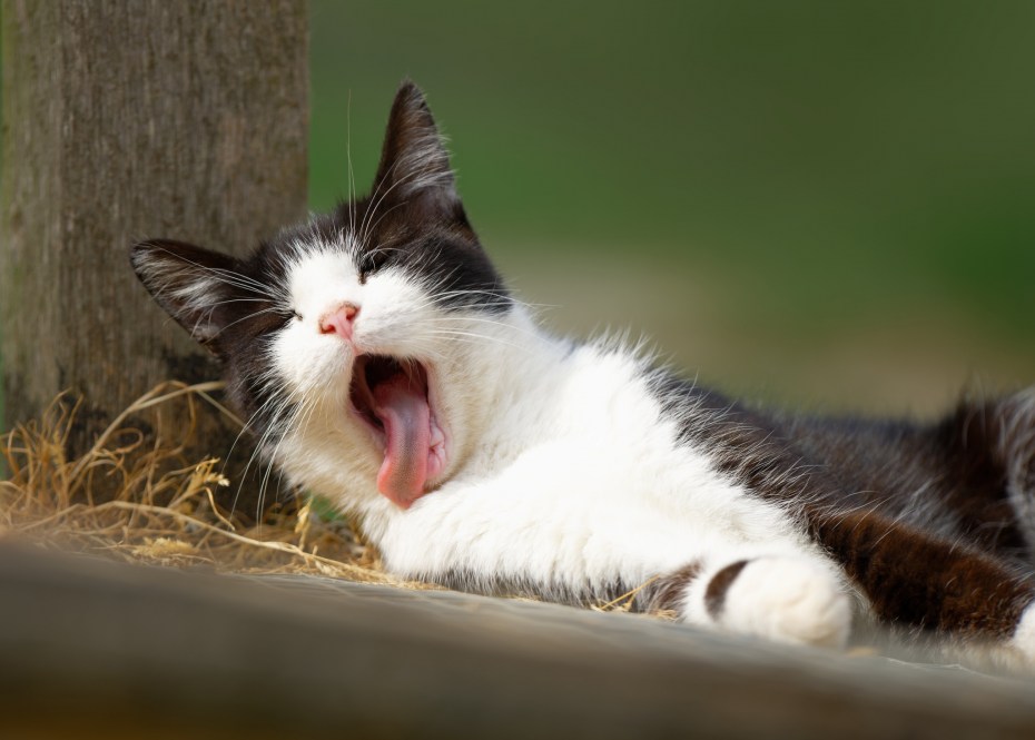 Кивающий кот