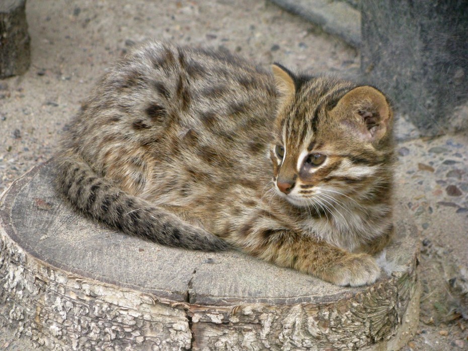 Сибирский кот Уссури