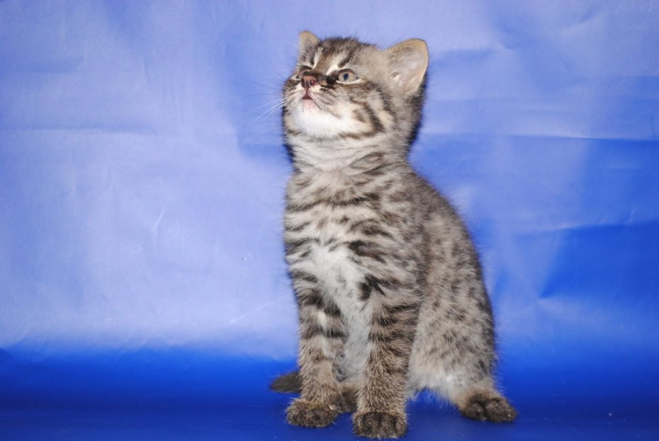 Дальневосточный Амурский Лесной кот