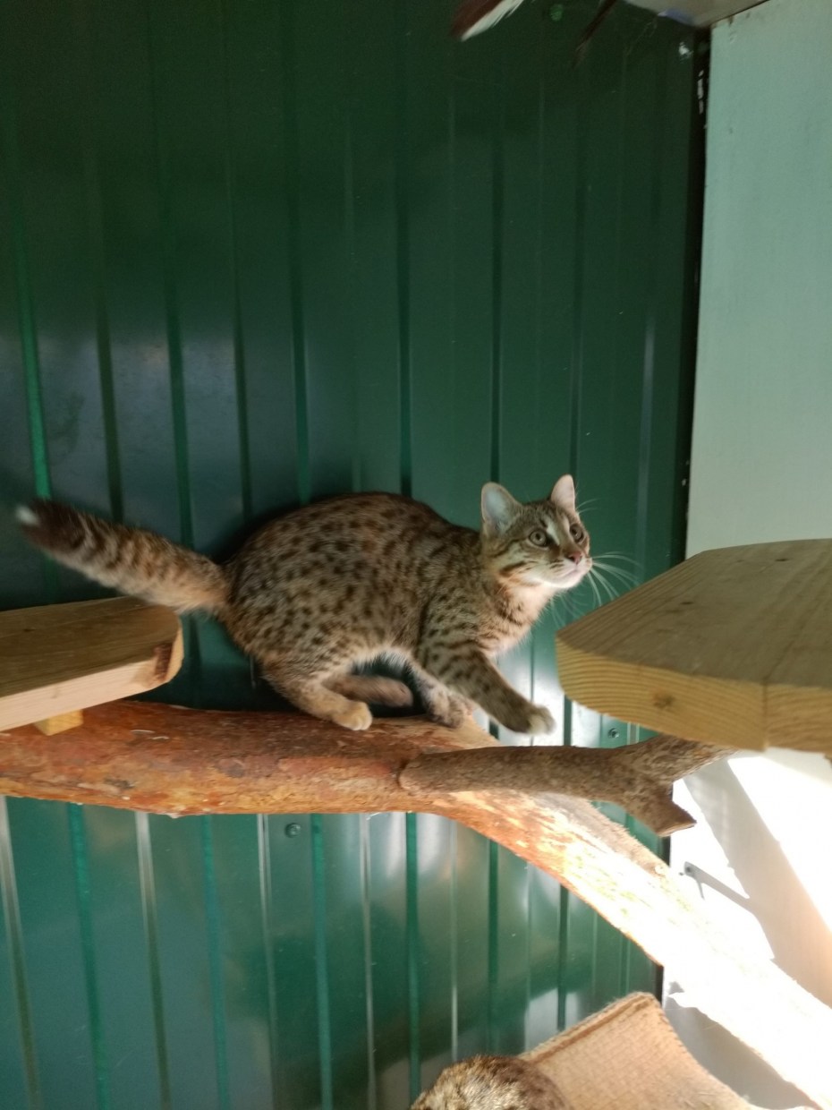 Амурский Лесной кот