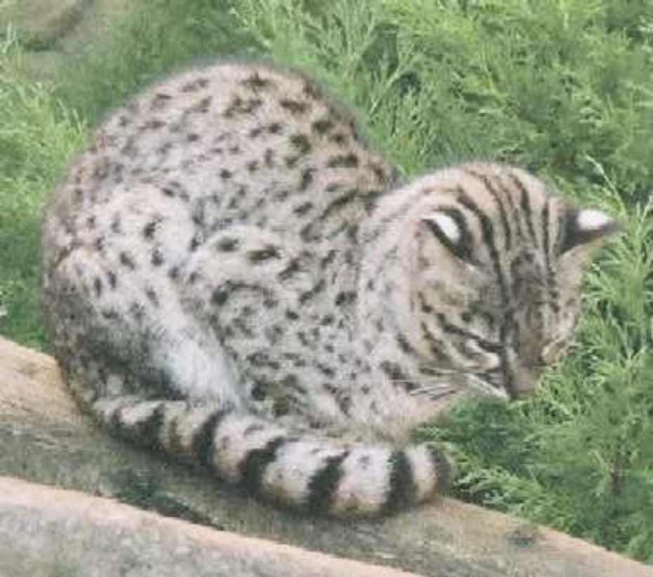 Уссурийский кот домашний