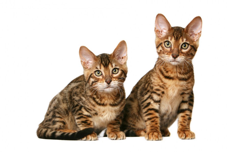Уссурийский кот домашний
