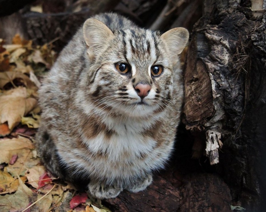 Дальневосточный Лесной кот (Prionailurus bengalensis euptilurus)