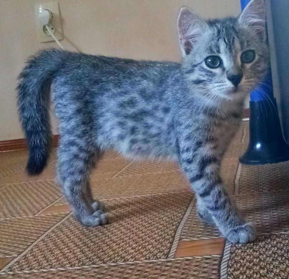 Кот породы виверровый