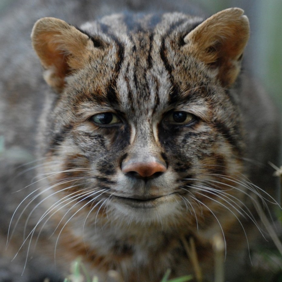 Дальневосточный Амурский Лесной кот