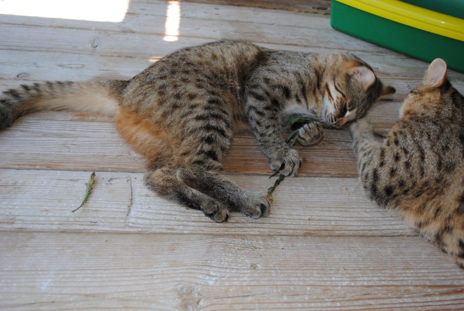 Дальневосточный Лесной кот (Prionailurus bengalensis euptilurus)