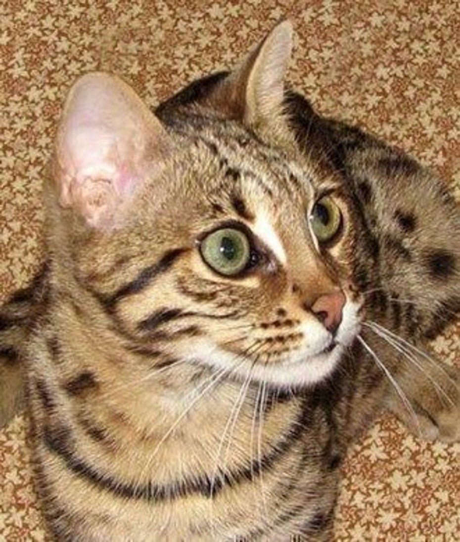 Дальневосточный Лесной кот (Prionailurus bengalensis euptilurus)