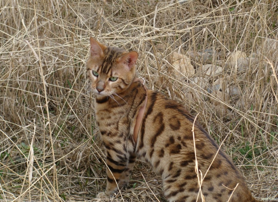 Дальневосточный Лесной кот (леопардовая кошка)