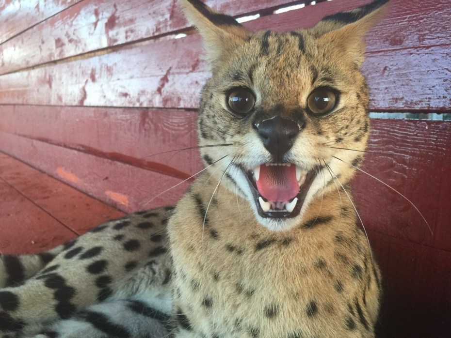 Амурский Лесной кот