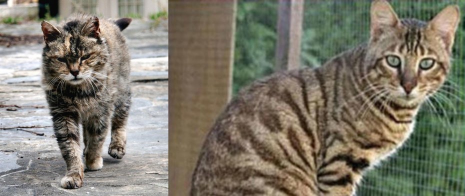 Кот тойгер