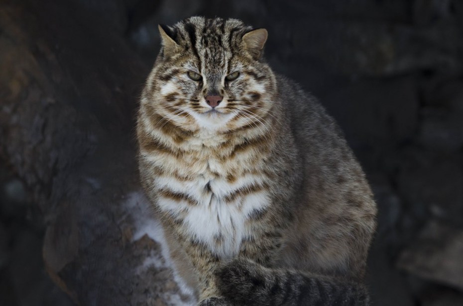 ДЛК кошка