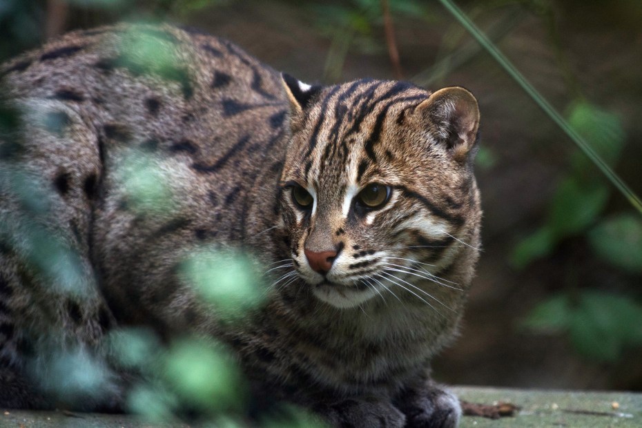Дальневосточный дикий кот
