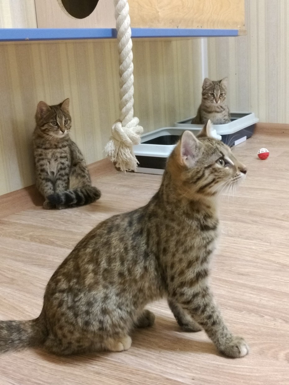 Уссурийская кошка Уссурийская кошка