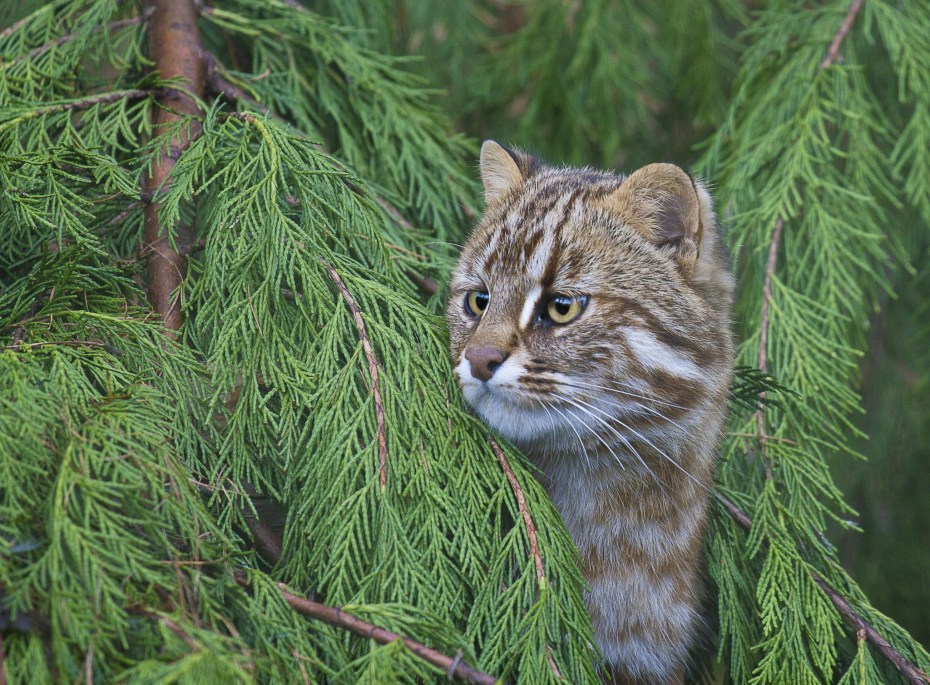 Уссурийская кошка Уссурийская кошка
