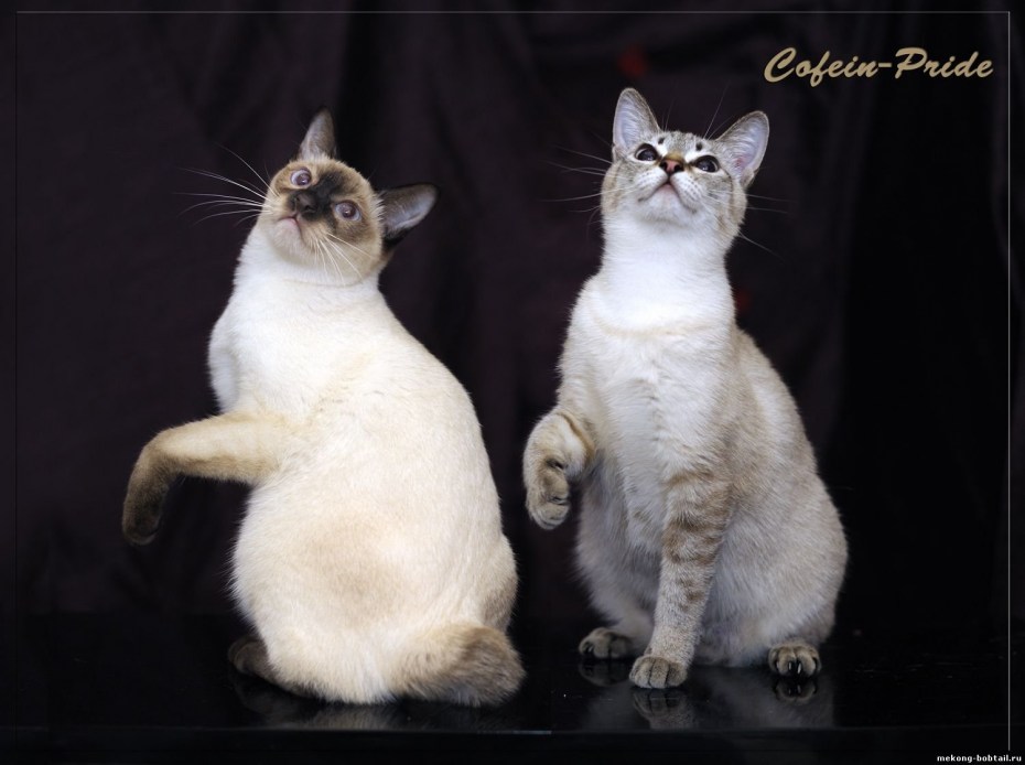 Амурский Лесной кот