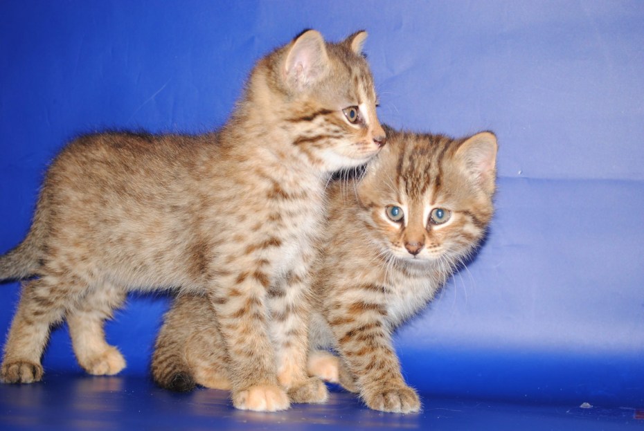 Уссурийская короткошерстная кошка
