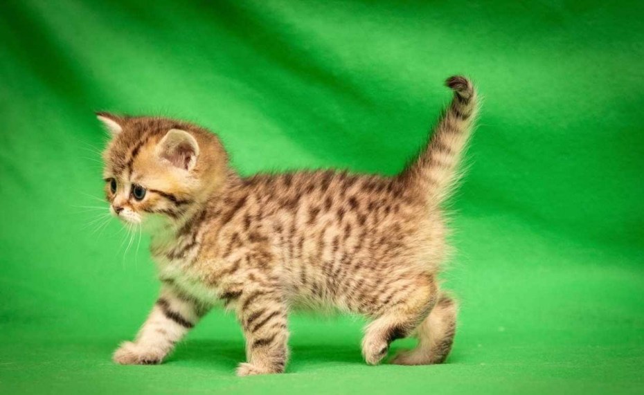 Европейский Лесной кот камышовый